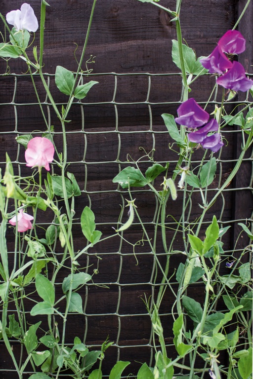 Climbing Plant Support Tan - 5 x 0.5m