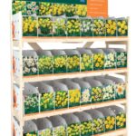 Daffodil Collection - Individual Packs